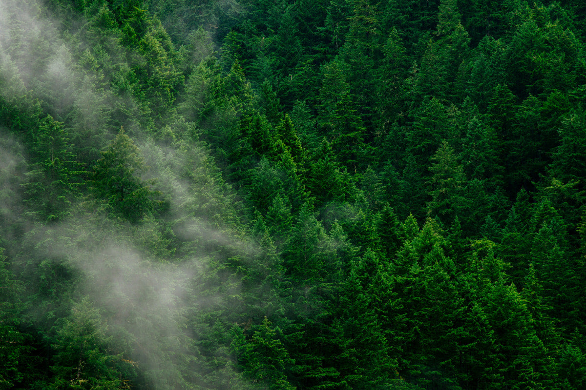 A dense forest of lush, green coniferous trees shrouded in a light mist, creating a serene and mystical atmosphere.